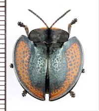 ブローチハムシの一種　Agenysa sp.　ペルー