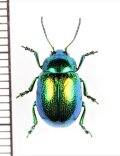 ハムシの一種　Chrysolina graminis　ウクライナ