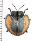 ブローチハムシの一種　Agenysa sp.　ペルー
