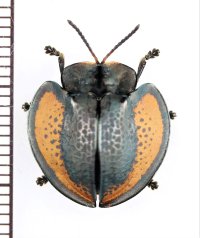ブローチハムシの一種　Agenysa sp.　ペルー