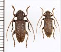 イリエシラホシサビカミキリ　ペア　  奄美大島