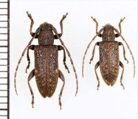イリエシラホシサビカミキリ　ペア　  奄美大島