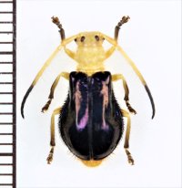 ハムシ擬態のカミキリムシの一種　Plaxomicrus ellipticus　♀　ベトナム北中部