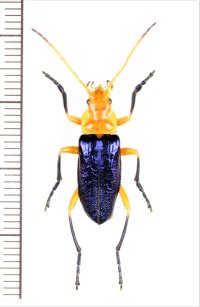 ハムシ擬態のジョウカイボンの一種　Cantharidae species　ベトナム北中部