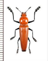 コメツキモドキの一種　 Doubledaya sp.　♂　ベトナム北中部