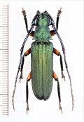 カミキリムシの一種　Vietetropis sp.　♂　ベトナム南部