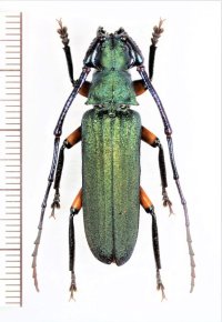カミキリムシの一種　Vietetropis sp.　♂　ベトナム南部