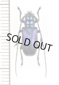 カミキリムシの一種 　Cerambycidae species　 ベトナム北中部