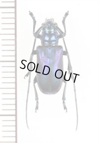 カミキリムシの一種 　Cerambycidae species　 ベトナム北中部