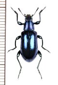 ゴミムシダマシの一種　Strongylium sp.　ベトナム中部
