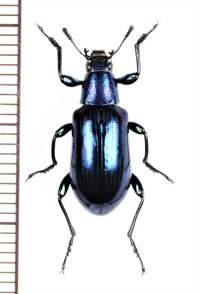 ゴミムシダマシの一種　Strongylium sp.　ベトナム中部
