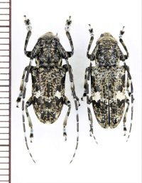 オキノエラブコウノゴマフカミキリ　ペア　  沖永良部島
