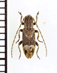 アトモンチビカミキリ　♀　沖永良部島
