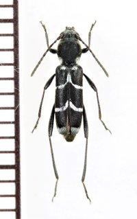 アマミズマルトラカミキリ　♀　奄美大島