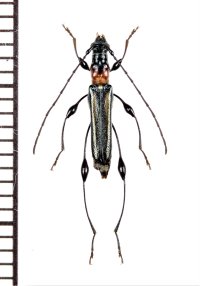 ケナガカミキリ　♀　奄美大島