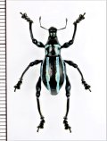 カタゾウムシの一種　Macrocyrtus trivittatus　♂　フィリピン(ルソン島)
