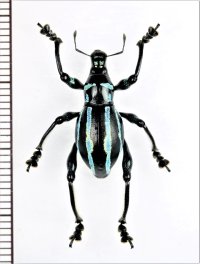 カタゾウムシの一種　Macrocyrtus trivittatus　♂　フィリピン(ルソン島)