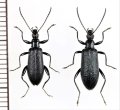 シワハムシダマシ　ペア　奄美大島