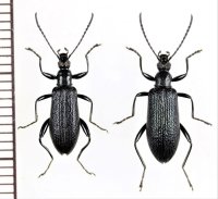 シワハムシダマシ　ペア　奄美大島