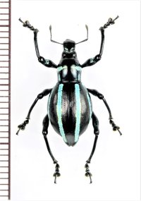 カタゾウムシの一種　Macrocyrtus trivittatus　♀　フィリピン(ルソン島)