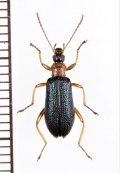 シワハムシダマシ　♀　喜界島