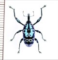 アシナガゾウムシの一種　Alcidodes occelatus　フィリピン(ルソン島)
