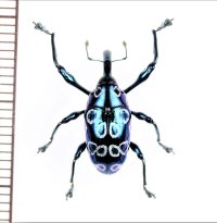 アシナガゾウムシの一種　Alcidodes occelatus　フィリピン(ルソン島)