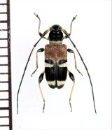 アリバチ擬態のカミキリムシの一種　Cerambycidae species　フィリピン(ルソン島)
