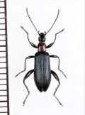 シワハムシダマシ　♂　喜界島