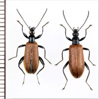 シワハムシダマシ　ペア　奄美大島