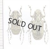 ベニモンゴマフカミキリ　ペア　奄美大島