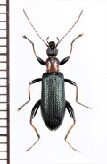 シワハムシダマシ　♂　喜界島