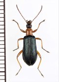 シワハムシダマシ　♀　喜界島