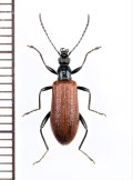 シワハムシダマシ　♀　徳之島