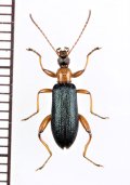 シワハムシダマシ　♂　喜界島