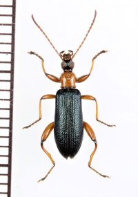 シワハムシダマシ　♂　喜界島