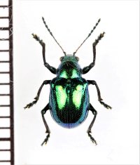 アカガネサルハムシ　奄美亜種　喜界島