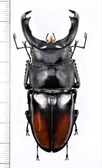 マキシカクワガタ　♂69.5mm　ベトナム中部