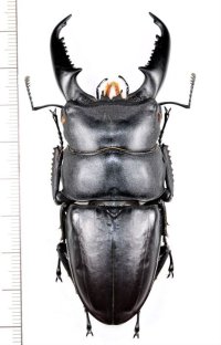 ヒラタクワガタの一種　Dorus titanus westermanni　♂84mm　ベトナム中部