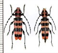 アカジマトラカミキリ　ペア　山梨県