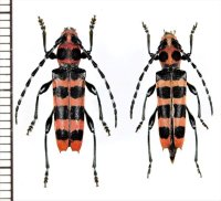アカジマトラカミキリ　ペア　山梨県
