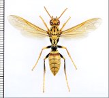 アシナガバチの一種（不明種）　♀（ワーカー）　石垣島