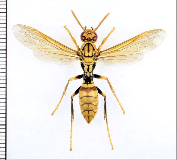 画像1: アシナガバチの一種（不明種）　♀（ワーカー）　石垣島