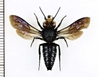 アカズオオトガリハナバチ　♂　石垣島
