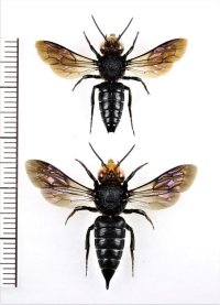 アカズオオトガリハナバチ　ペア　石垣島