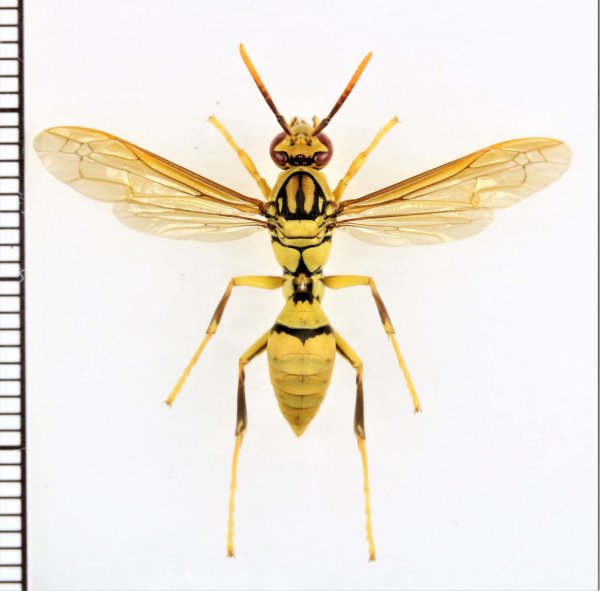 画像1: タイワンアシナガバチ　♀（ワーカー）　石垣島