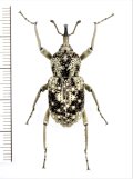 ゾウムシの一種　Curculionidae species　コンゴ