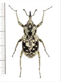 ゾウムシの一種　Curculionidae species　コンゴ