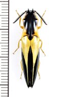 コメツキムシの一種　Semiotus angulatus　ペルー