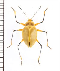 オオキノコムシの一種　Ellipticus spinifer　♂　ペルー